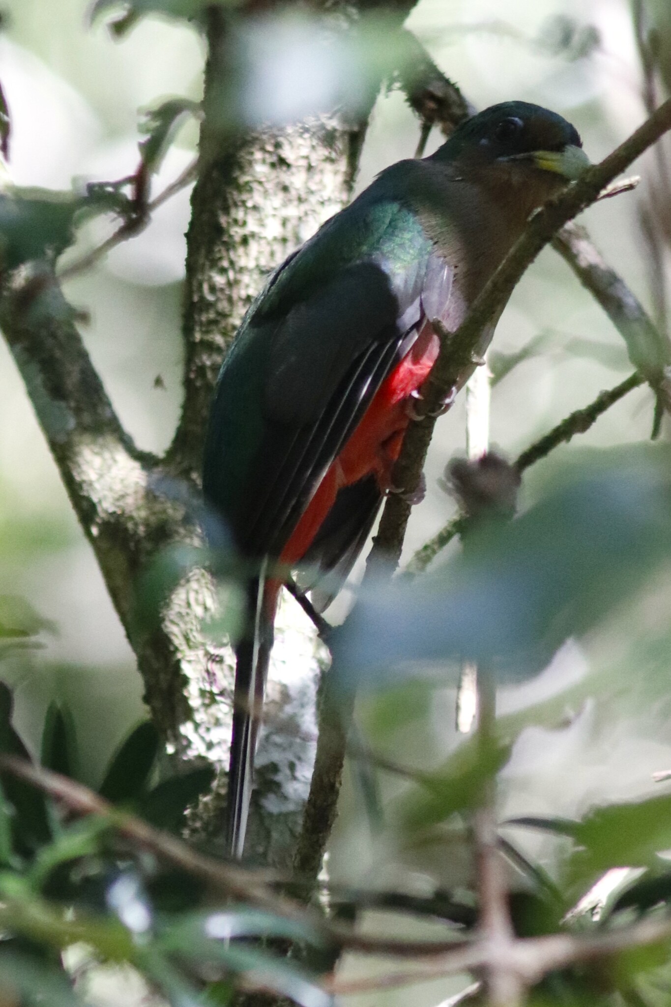 Narina Trogon (Apaloderma narina), photo 1