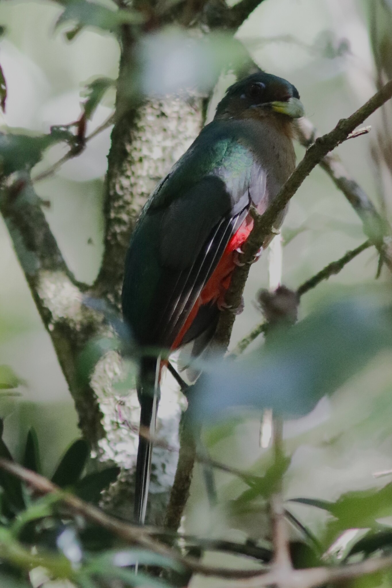 Narina Trogon (Apaloderma narina), photo 2