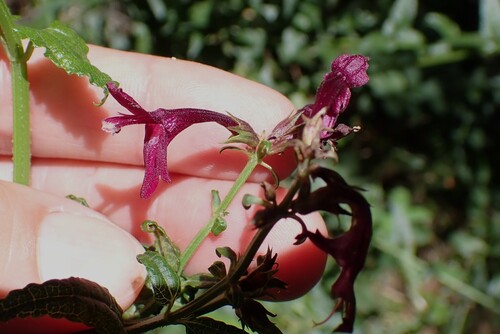 Stachys thunbergii, photograph 4