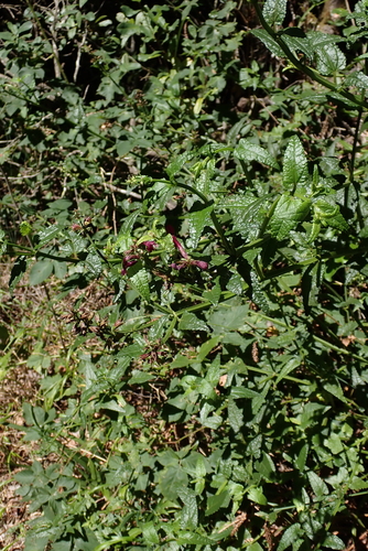 Stachys thunbergii, photograph 3