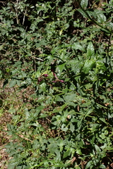 (c) Karen Eichholz, some rights reserved (CC BY) Stachys thunbergii, photograph (c) Karen Eichholz, some rights reserved (CC BY)