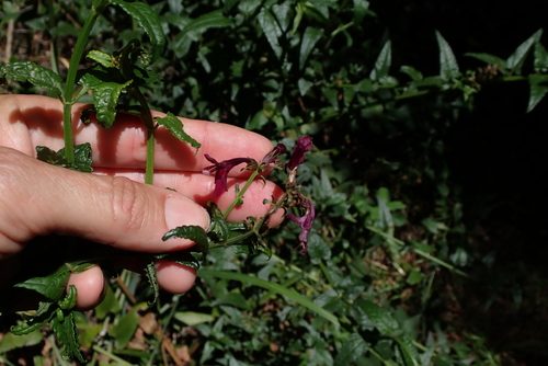 Stachys thunbergii, photograph 5