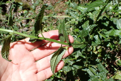 Stachys thunbergii, photograph (c) Karen Eichholz, some rights reserved (CC BY)