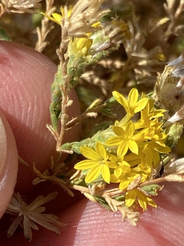 Valley Lessingia (Lessingia glandulifera)