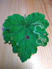 Phytomyza tiarellae