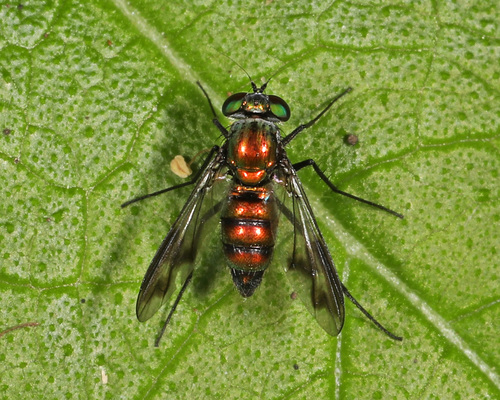 Condylostylus patibulatus photo 5