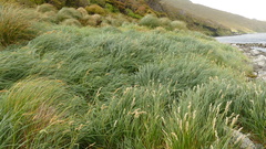 Poa foliosa