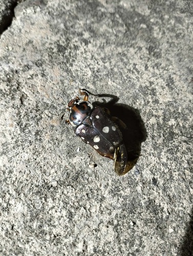 Cheirolasia burkei