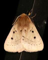 Anthela ocellata