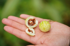 Solanum aculeatissimum