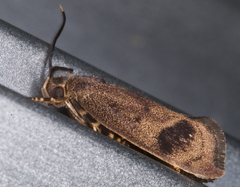 Pycnocera