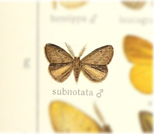 Aroa subnotata