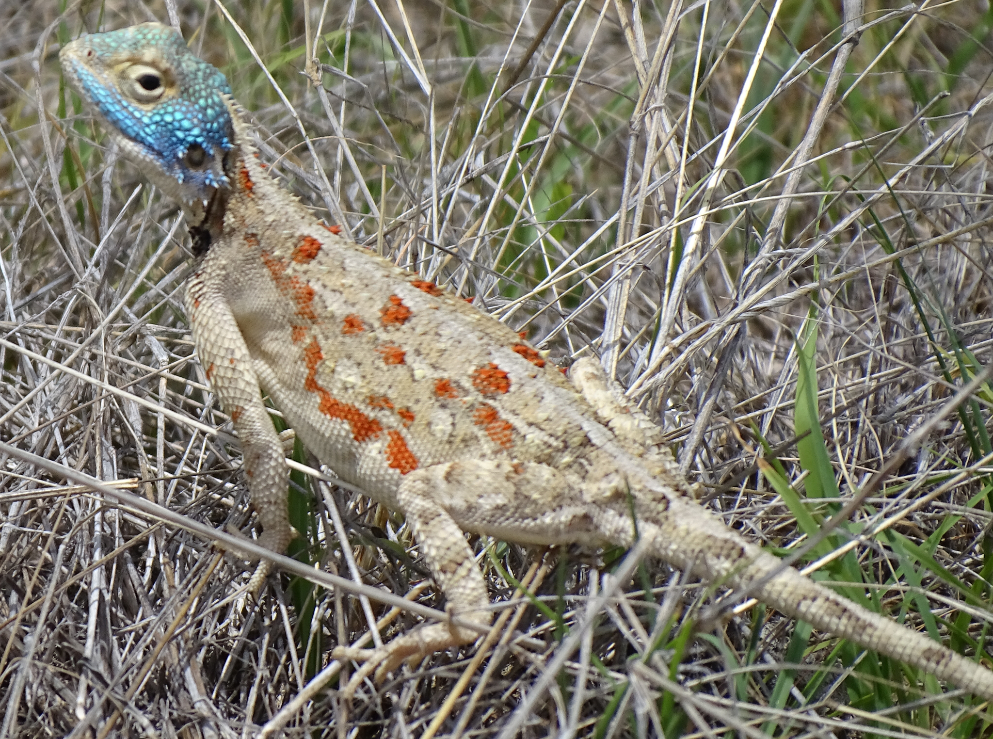 Agama aculeata Merrem, 1820