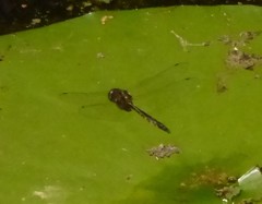 Hemicordulia armstrongi