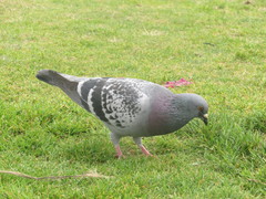 Columba livia