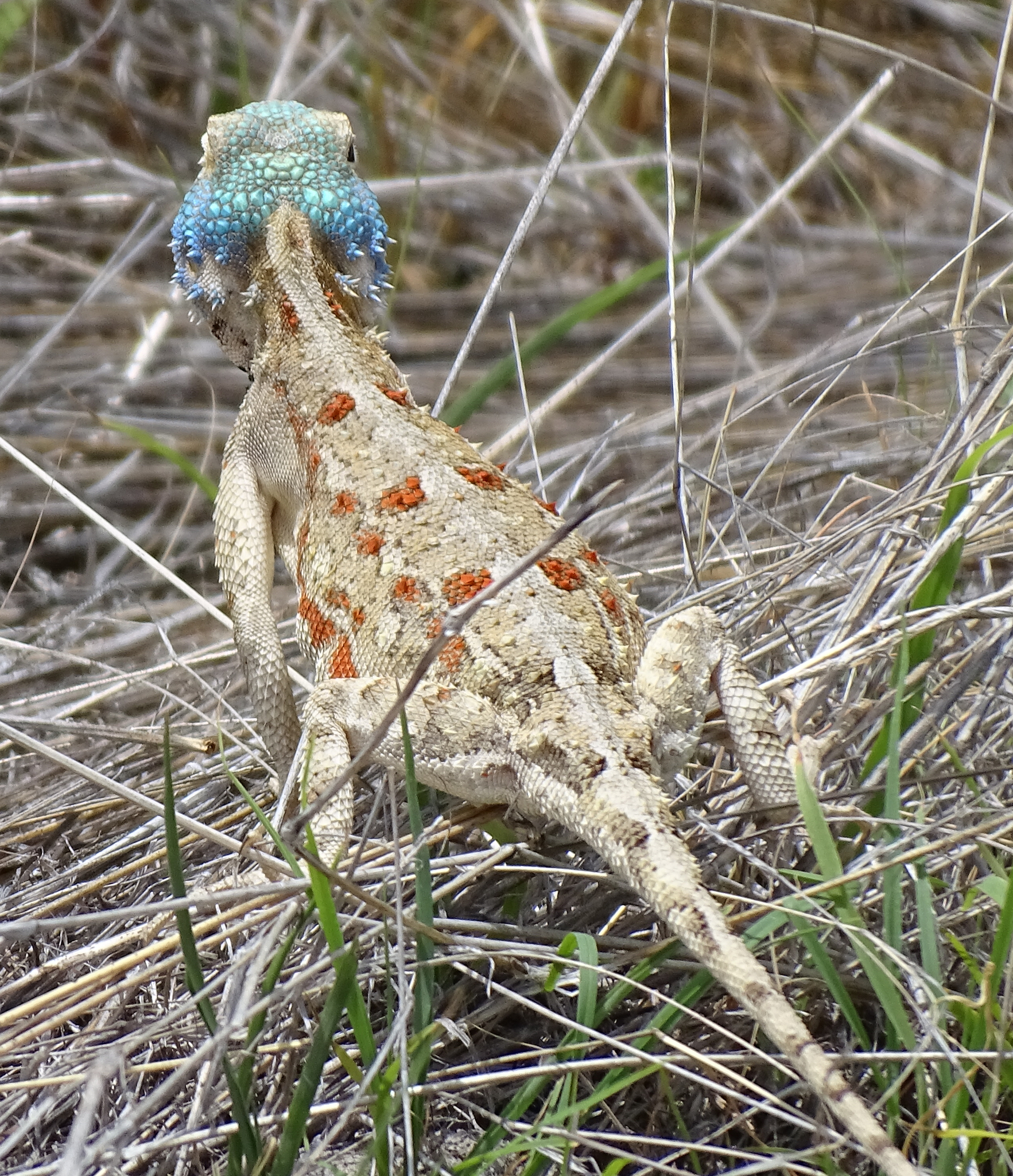 Agama aculeata Merrem, 1820