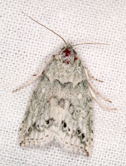 Calathusa basicunea