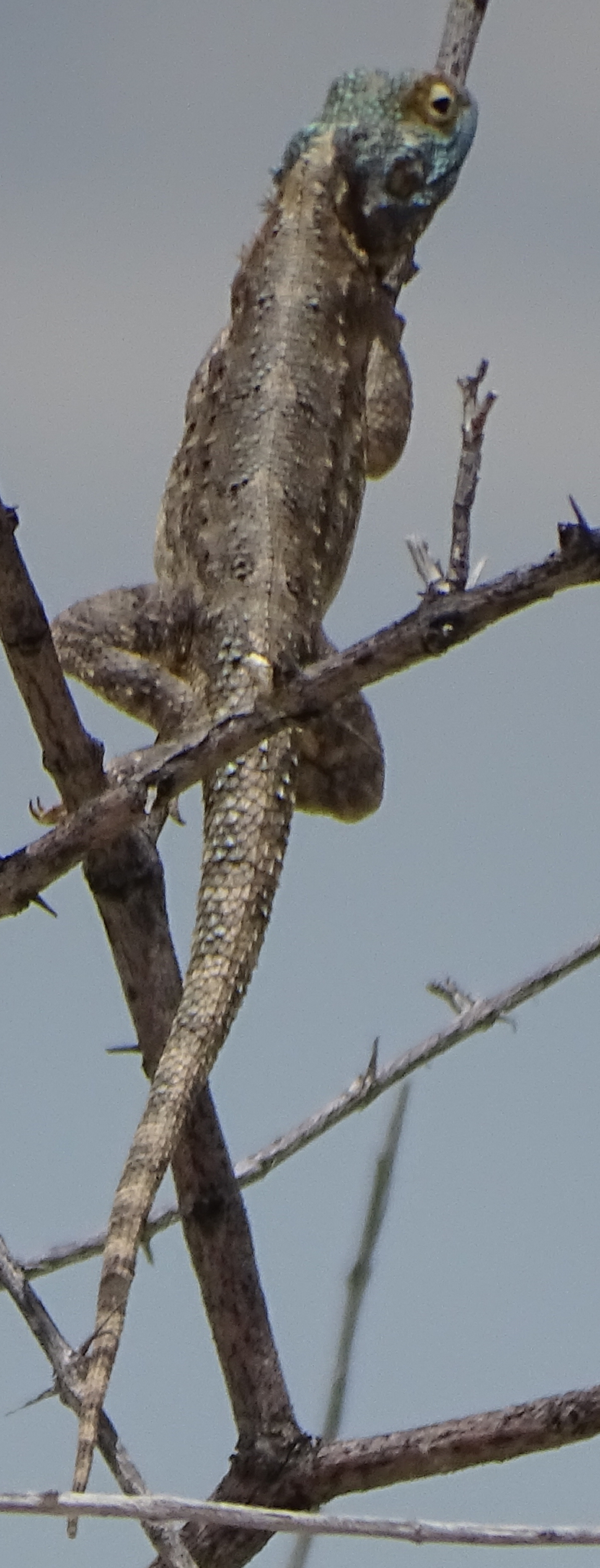 Agama aculeata Merrem, 1820