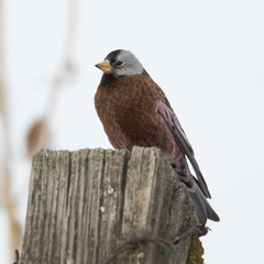 Leucosticte tephrocotis littoralis