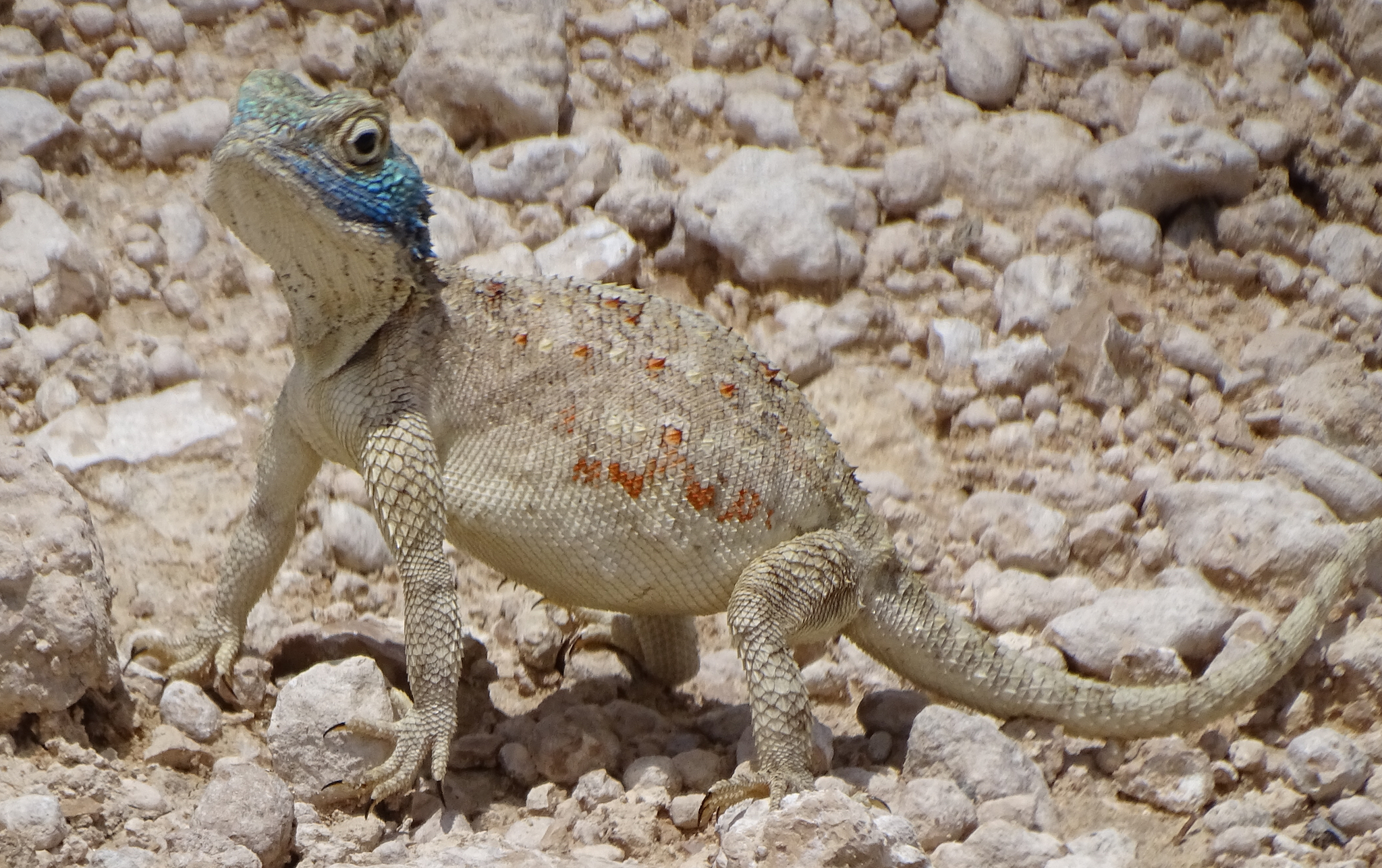 Agama aculeata Merrem, 1820