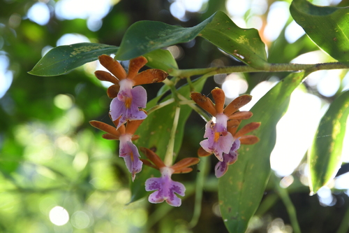 Epidendrum pinniferum C.Schweinf. 2