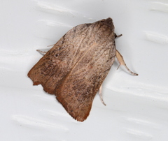 Tortricopsis pyroptis