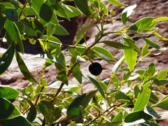 Santalum lanceolatum