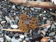 Lessoniaceae