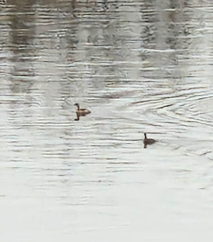 iNaturalist: (c) Engel, some rights reserved (CC BY-NC), uploaded by Engel iNaturalist image