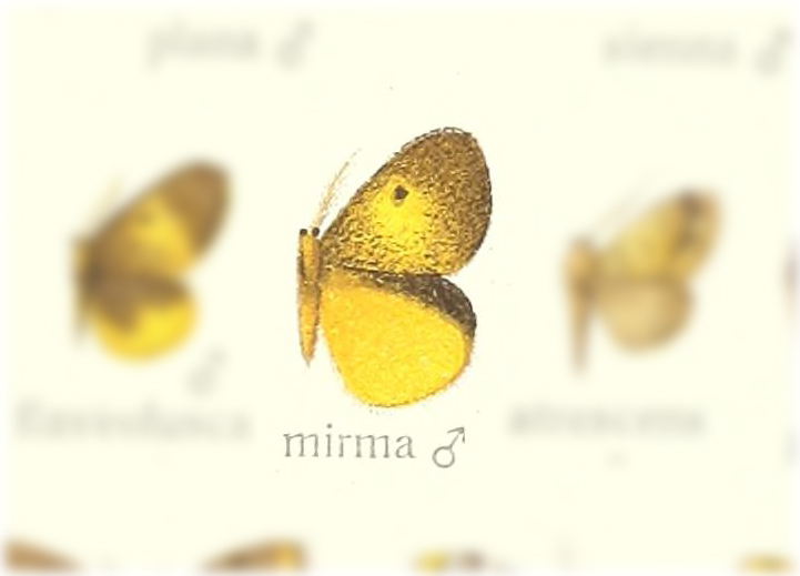 Sundaroa mirma
