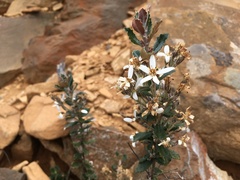 Olearia erubescens