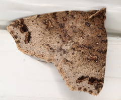 Lithilaria proestans