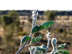 Crotalaria cunninghamii