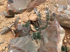 Olearia erubescens