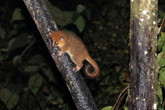 Microcebus rufus