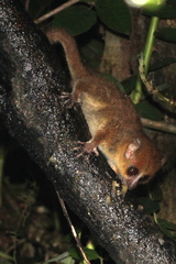 Microcebus rufus