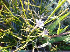 Scaevola basedowii