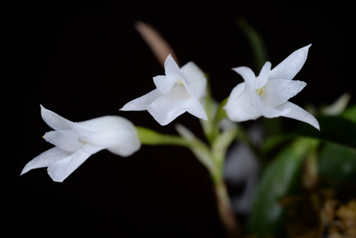 Panisea yunnanensis