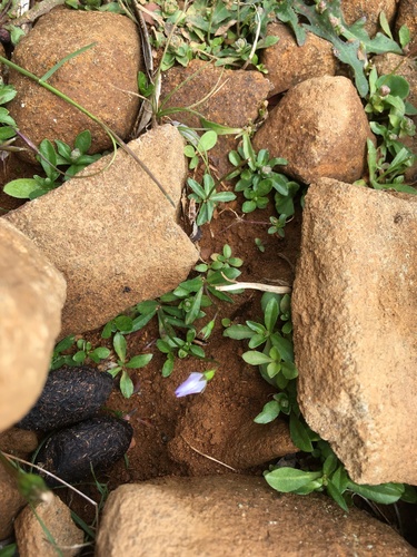 Wahlenbergia saxicola, photograph 6