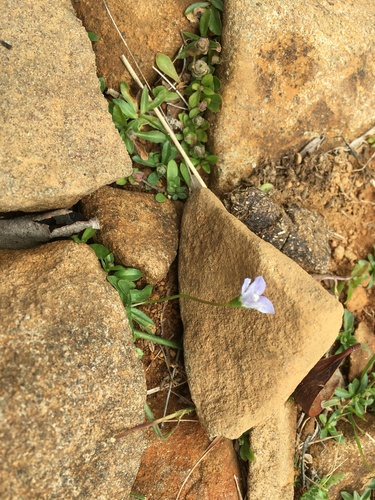 Wahlenbergia saxicola, photograph 4
