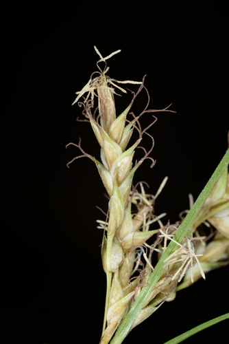 Carex perakensis, 2025-12-29