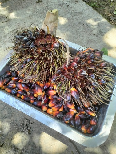 African oil palm