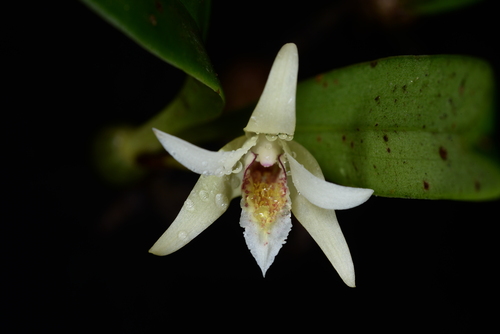Rhomboidalis Orchid