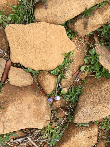 Wahlenbergia saxicola, photograph 5