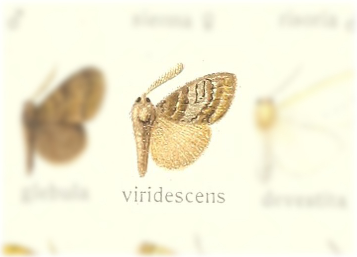 Orgyia viridescens