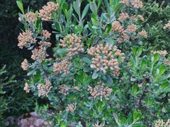 Ozothamnus antennaria