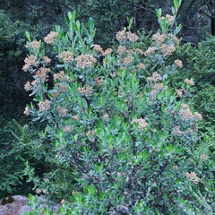 Ozothamnus antennaria