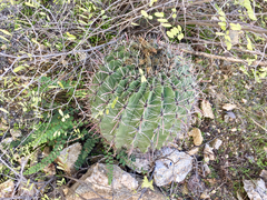 Ferocactus wislizeni