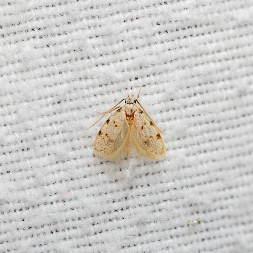 Symmoca dodecatella