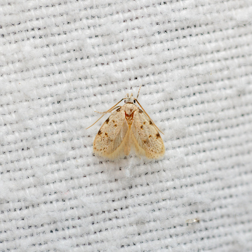 Symmoca dodecatella